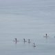 paddleboarding safari in thanet